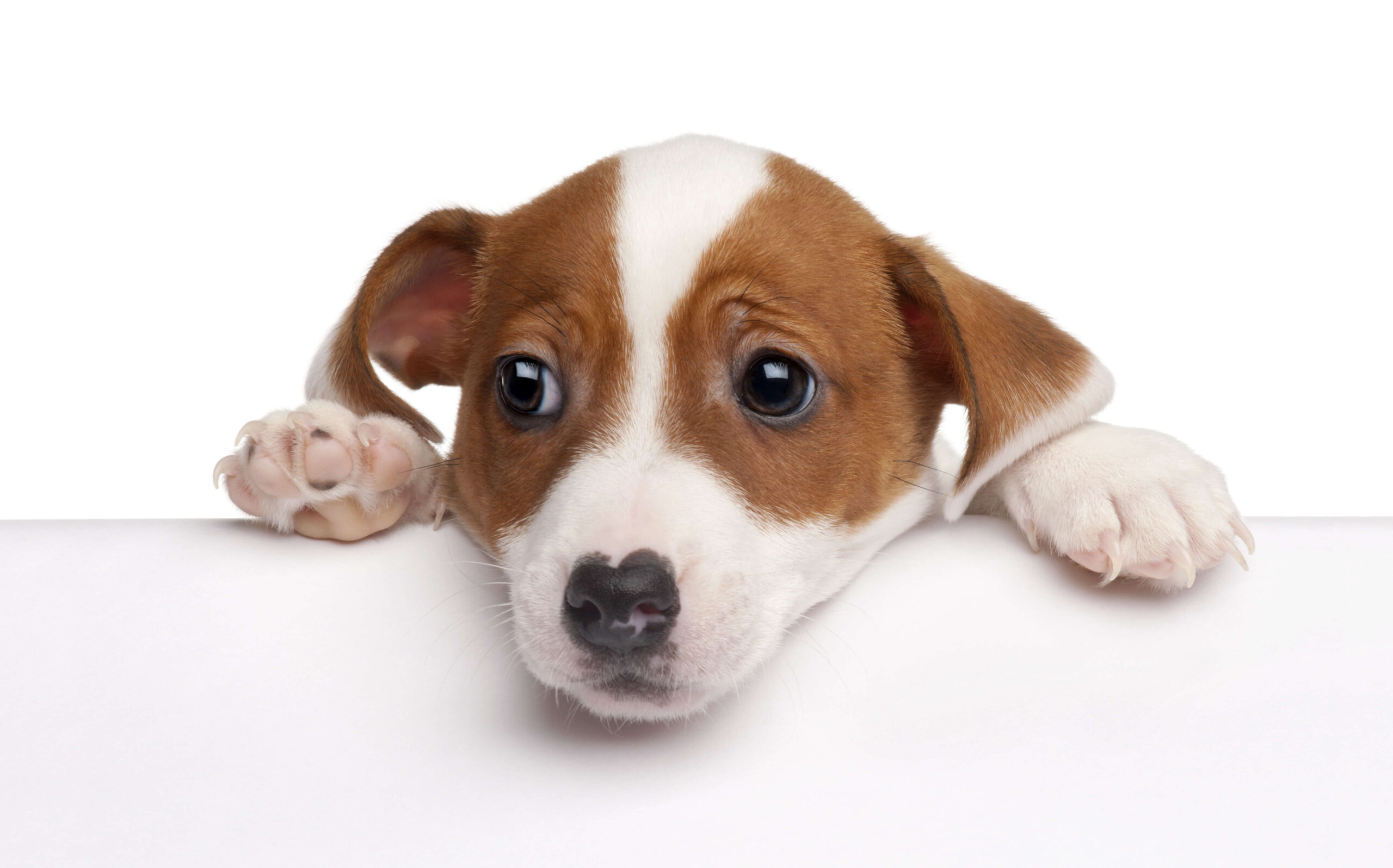 The best time to post. A small brown dog peering over a table top looking for attention