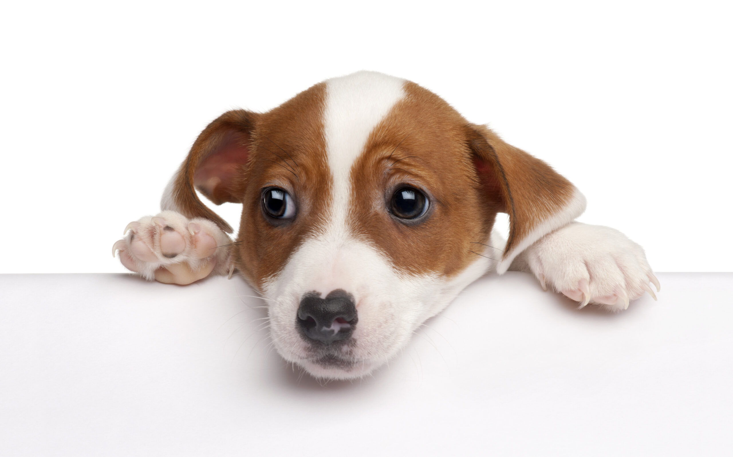 Attention Dog scaled